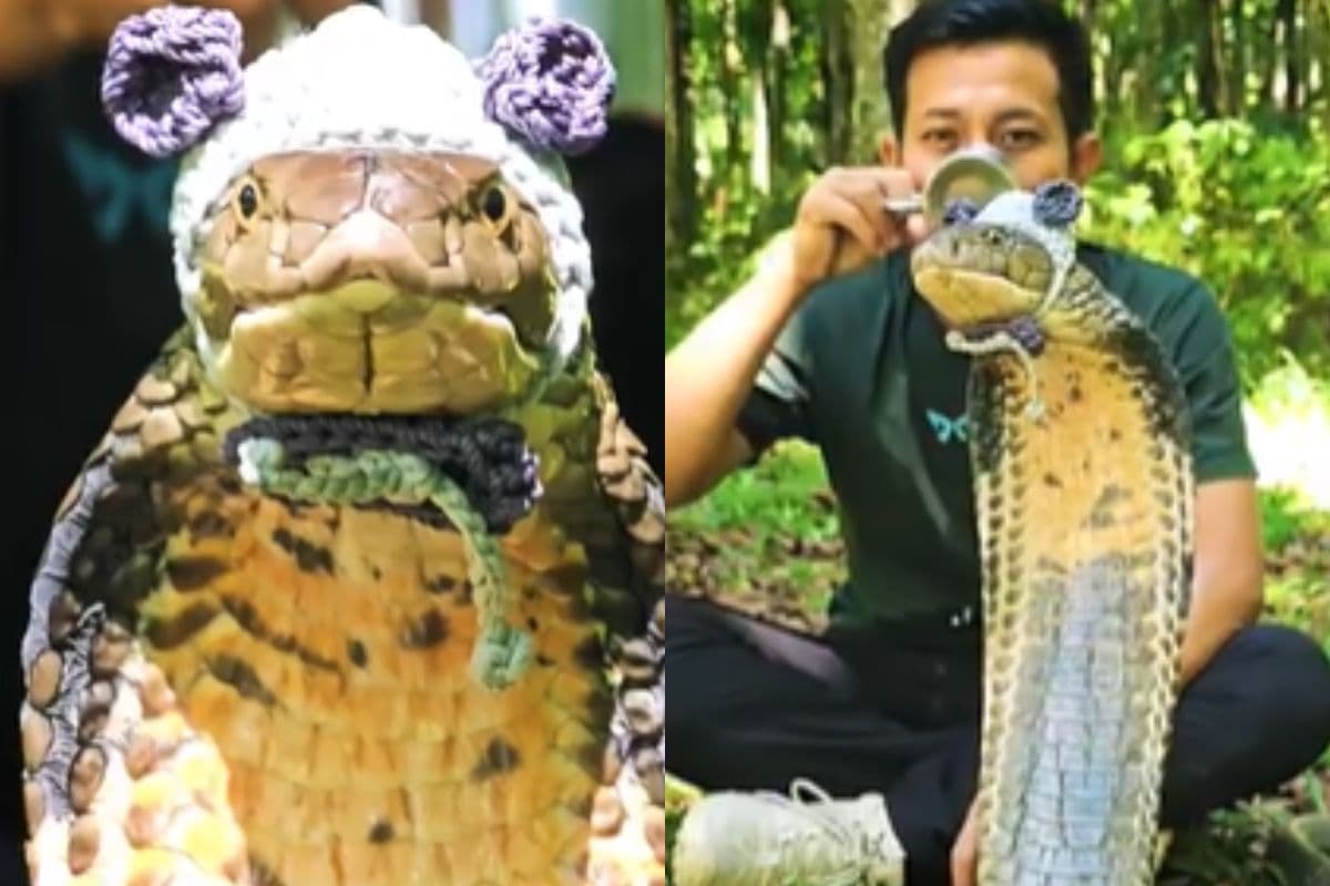 Viral Video: सांप को पहनाकर बंदर टोपी, बना दिया 'बेबी नाग'! देखिए फिर क्या हुआ…