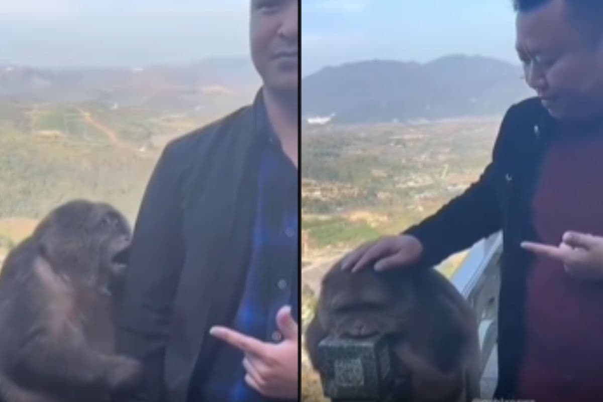 Viral Video: अरे तू क्या बंदर बनेगा रे! एक आदमी तक नहीं डरा तुमसे, वीडियो देखकर नहीं रोक सकते हंसी