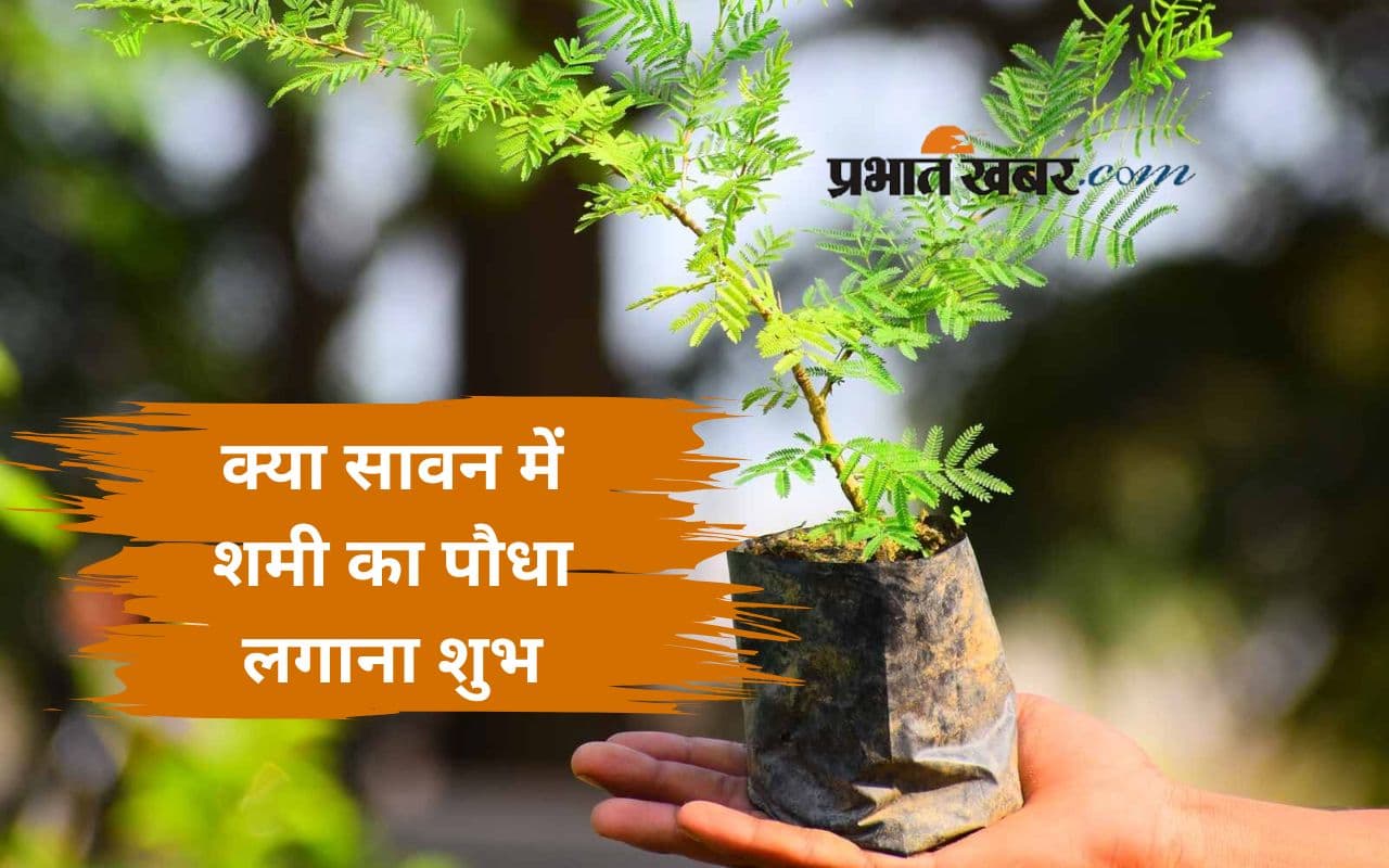 Shami Plant Benefits in Sawan: क्या सावन में लगाना चाहिए शमी का पौधा? जानिए इसके पीछे की मान्यताएं