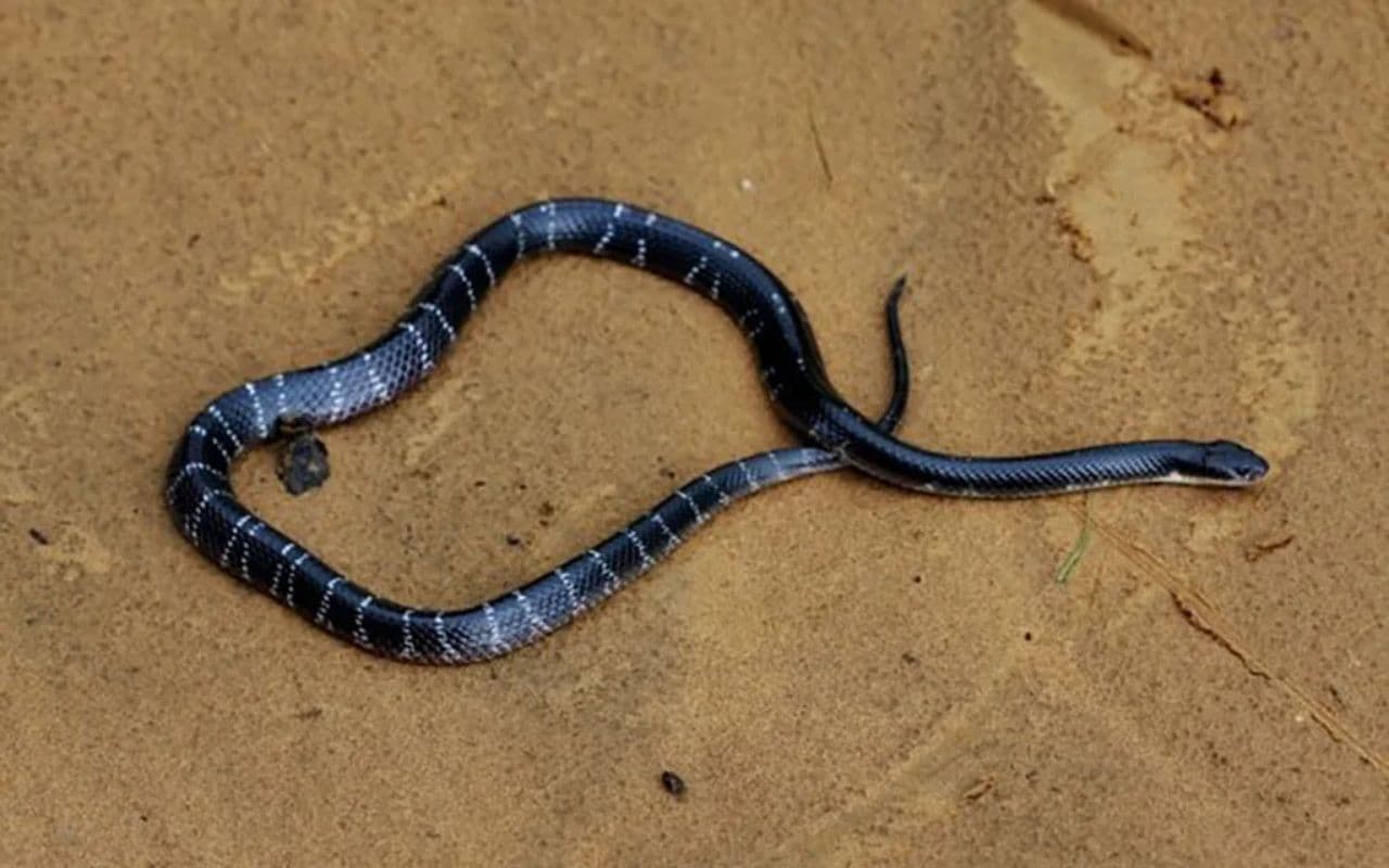 कैमूर में झाड़-फूंक के चक्कर में तीन की मौत, सिविल सर्जन ने कहा- सांप काट ले तो तुरंत पहुंचे अस्पताल