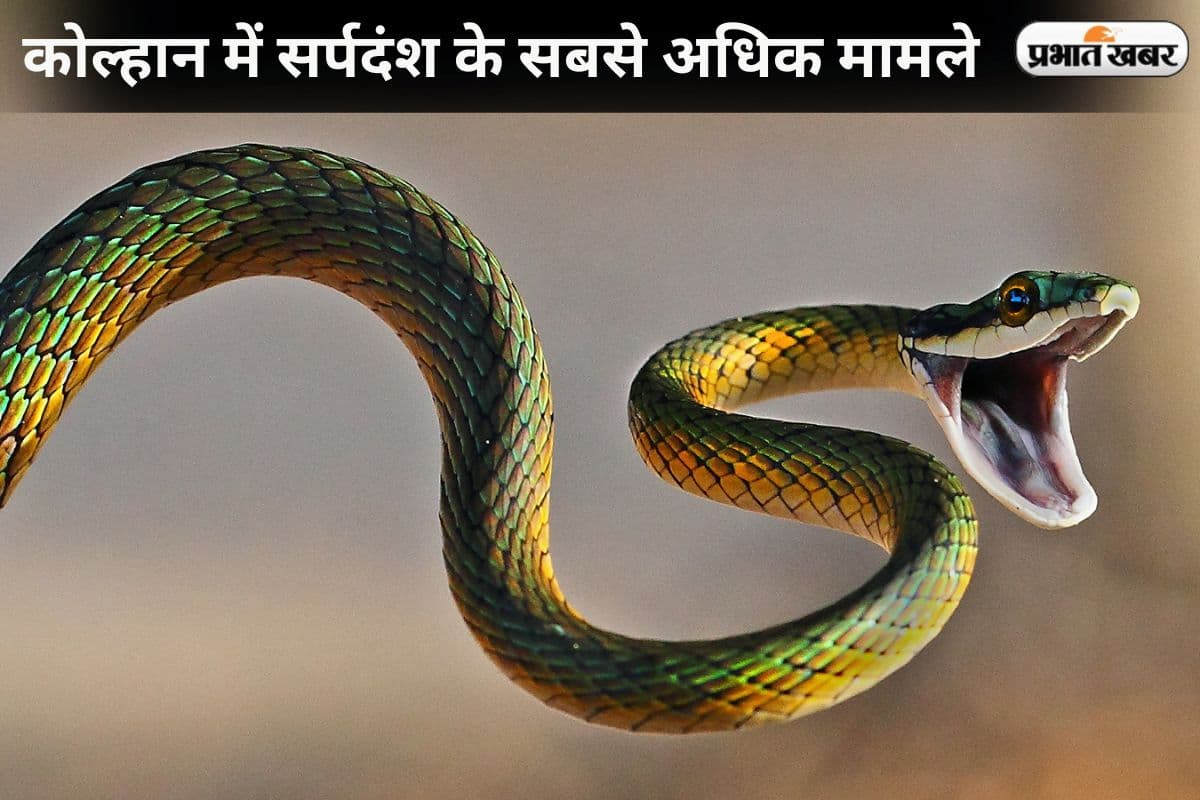 Snake Bite: कोल्हान में सर्पदंश के सबसे अधिक मामले, केवल डेढ़ साल में इतनी अधिक मौतें, आंकड़े देख चौंक जायेंगे आप