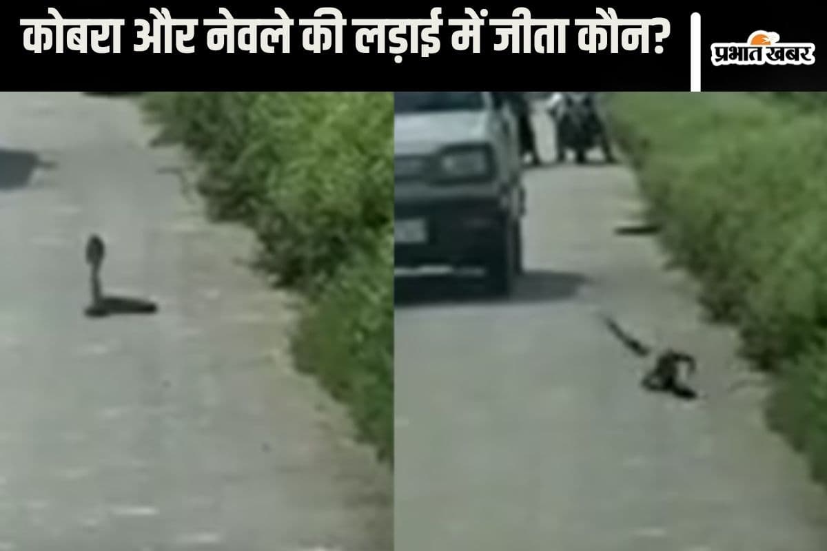 Viral Video : काला कोबरा फन फैलाकर रहा खड़ा, निडर नेवला झपटा, देखकर आप भी हो जाएंगे हैरान