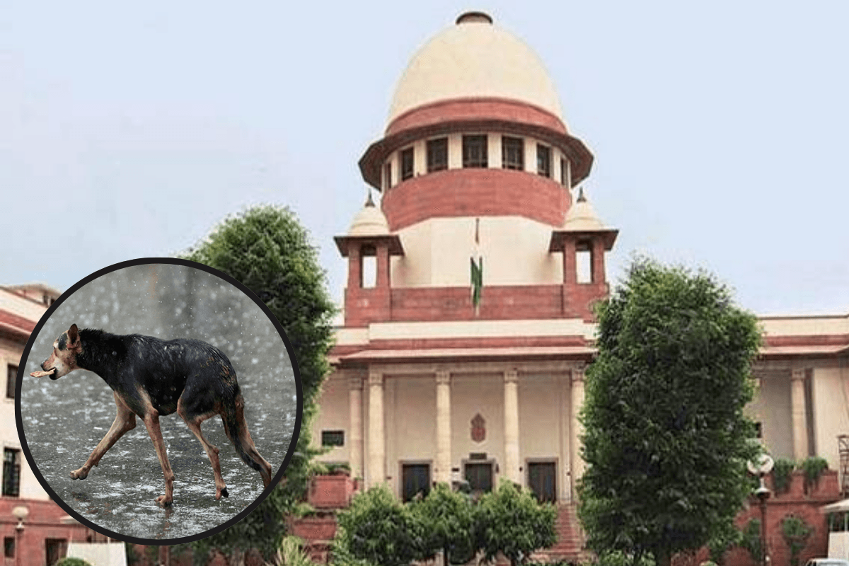 Supreme Court on Dog Bite Case: आवारा कुत्तों के आतंक पर सुप्रीम कोर्ट ने जताई चिंता, लिया स्वतः संज्ञान