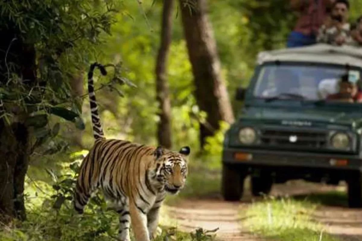 Bihar Tourism: 30 सितंबर तक वीटीआर जंगल सफारी में घूमना-फिरना बंद, ये बड़ी वजह आई सामने