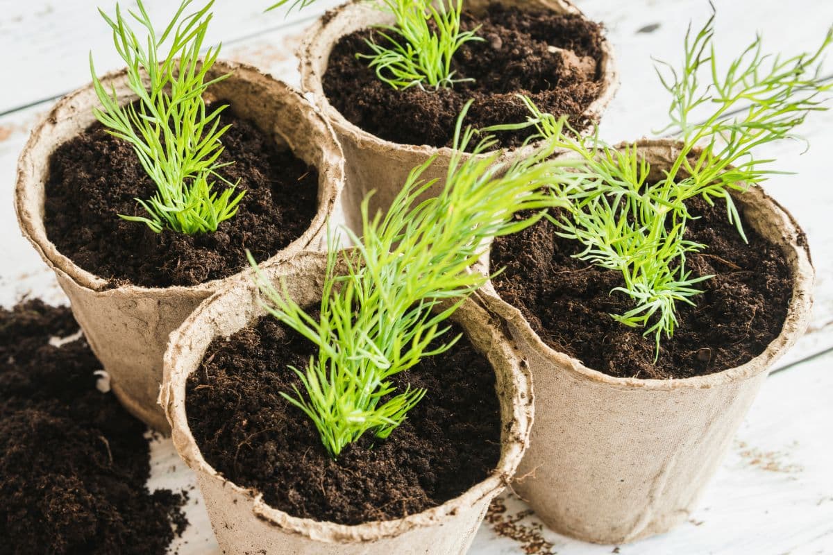 rosemary plant