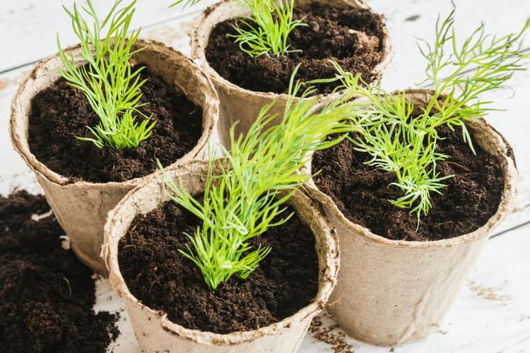 How To Grow RoseMary Plant: हर मौसम में ताजा रोजमेरी उगाएं घर बैठे, जानिए आसान और असरदार तरीका