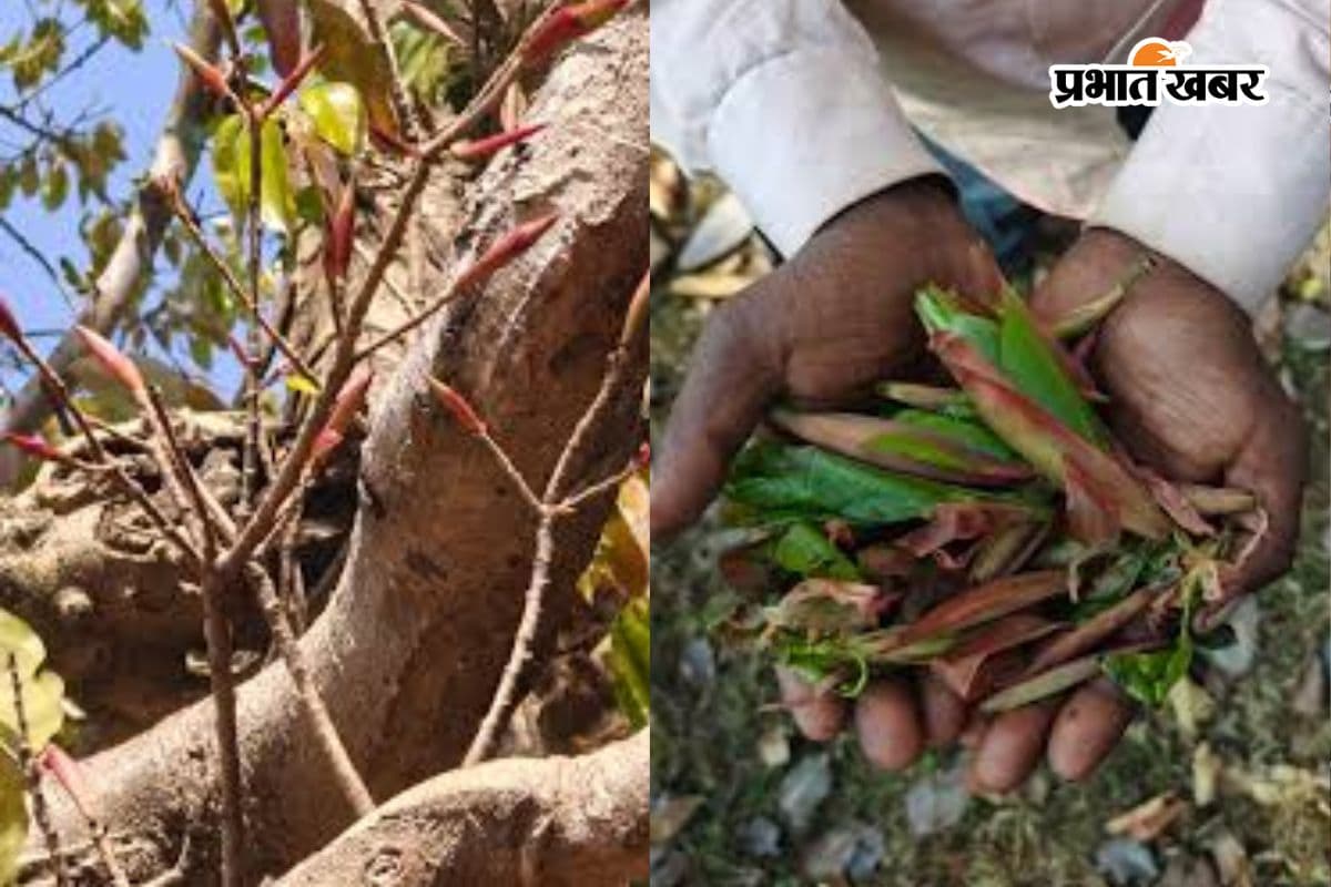 How To Grow Putkal Tree: नदी किनारे उगने वाले चमत्कारी पेड़ के फायदे जान आप भी हो जाएंगे हैरान