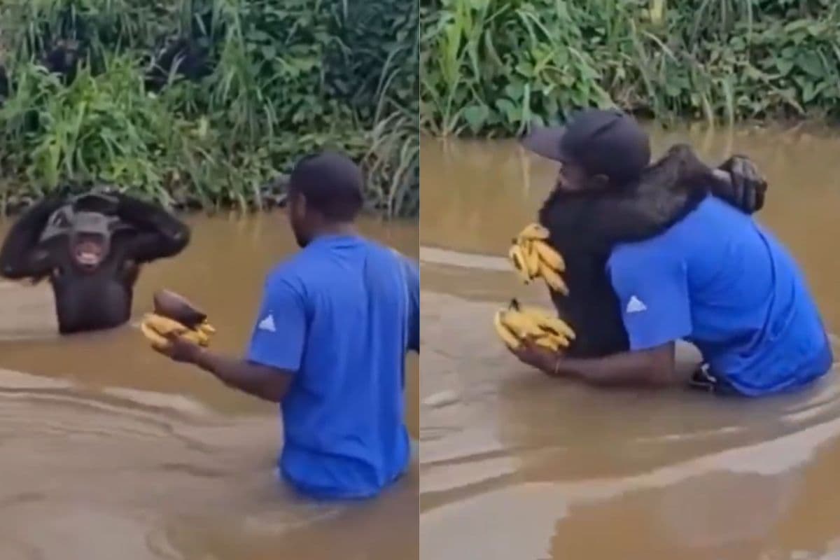 Viral Video: कभी बचाई थी जान, वर्षों बाद देखकर चिंपांजी ने किया कुछ ऐसा, वायरल हो रहा वीडियो