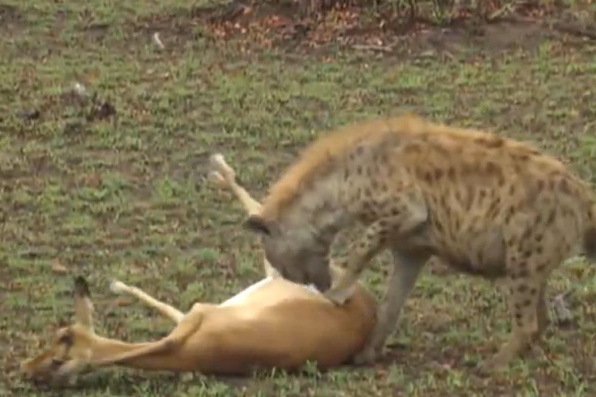 Viral Video: चीता ने पकड़ा शिकार, हाइना ने छीना… फिर 'जिंदा' होकर भागने लगा हिरण! वायरल हो रहा वीडियो