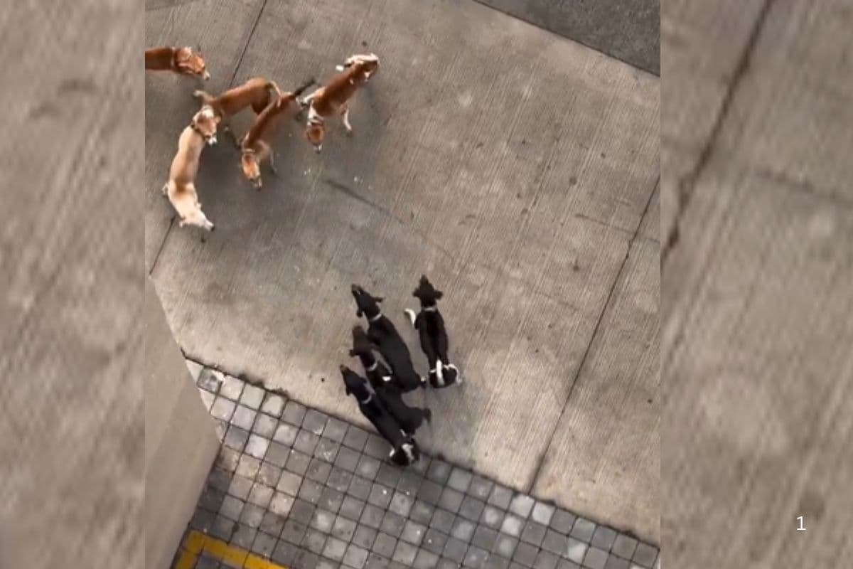 Viral Video: काले और भूरे कुत्तों का गैंगवार, वीडियो देखकर आपकी भी छूट जाएगी हंसी