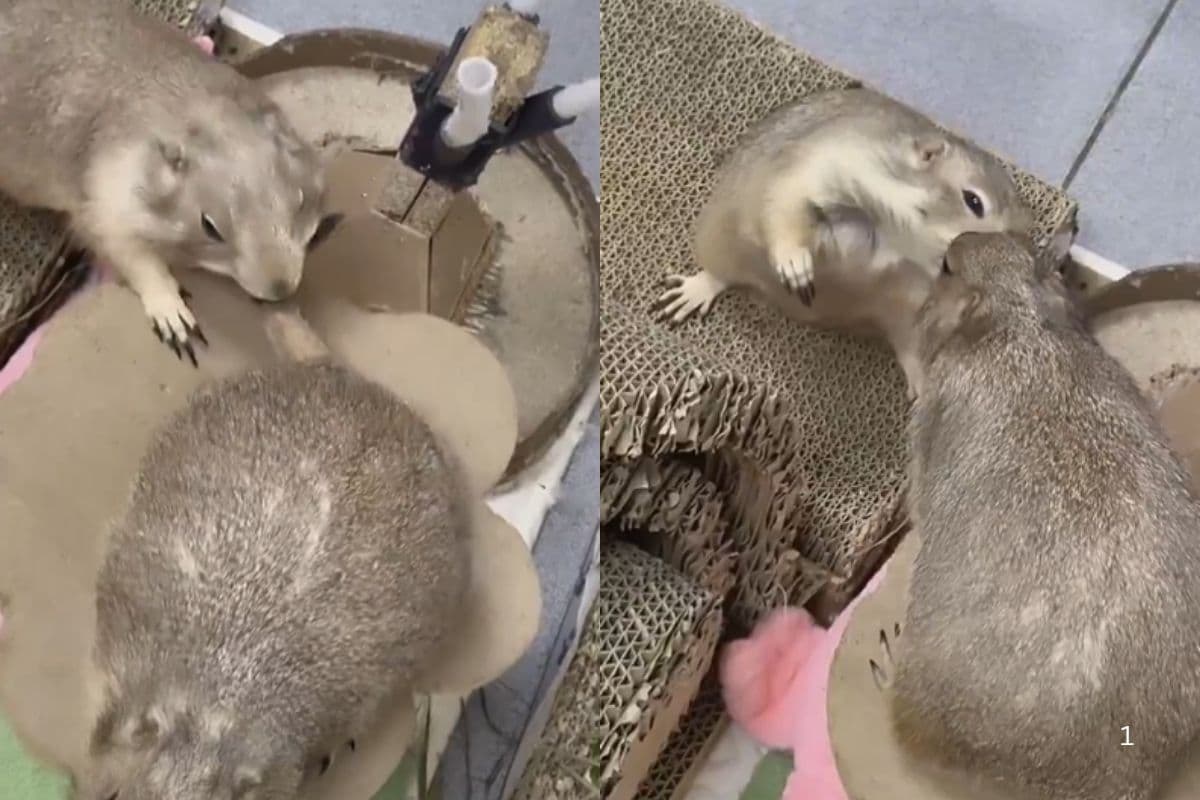 Viral Video: बड़े भाई से पंगा ले रहा था नन्हा हैम्स्टर, फिर जो हुआ… वीडियो देखकर आ जाएगी हंसी