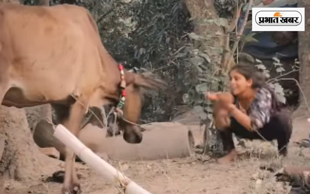 "आ बैल मुझे मार!"  गाय के सामने रील बनाना पड़ा लड़की को भारी, वायरल हुआ वीडियो