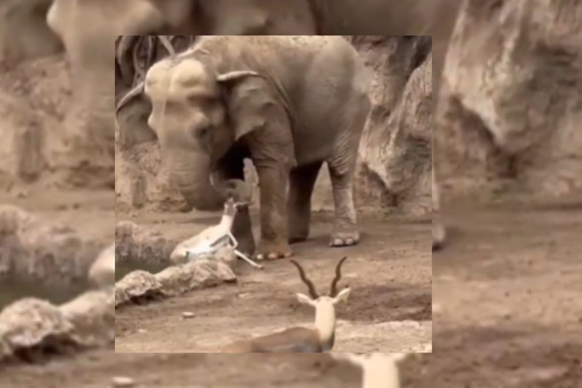 Viral Video: जिंदगी की आस छोड़ चुका था हिरण, मसीहा बनकर आ गया हाथी, खूब हो रही है तारीफ