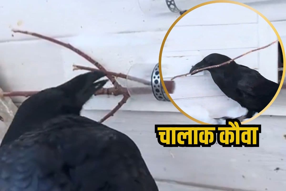 Viral Video: कितना चालाक होता है कौवा, किस तरह बना लिया जुगाड़, वीडियो देखकर घूम जाएगा दिमाग