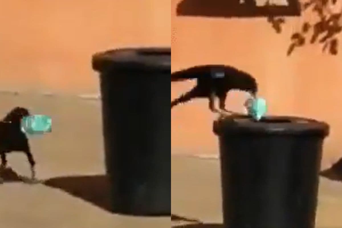 Viral Video: इंसानों को स्वच्छता का पाठ पढ़ा रहा यह कौवा, वीडियो देखकर फटी रह जाएगी आंखें