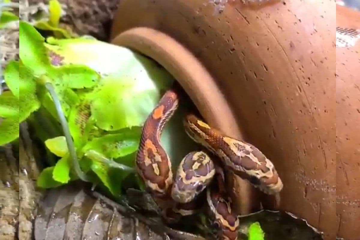 Viral Video: गमले से फुंफकारते निकले 5 नन्हे सांप, पहली बार देखी दुनिया, वायरल हो रहा क्यूट वीडियो