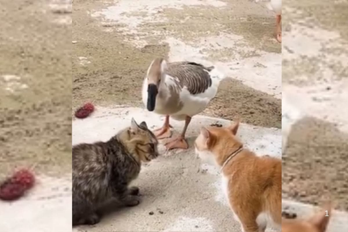 Viral Video: बिल्लियों के बीच घमासान, रेफरी बनकर आ गया बत्तख, जानें फिर क्या हुआ