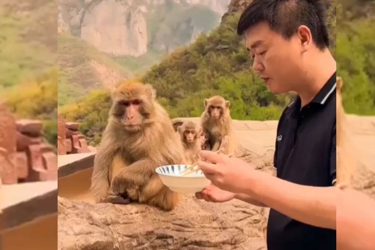 Viral Video: बंदर हूं, मूर्ख नहीं… रिएक्शन देखकर आप भी नहीं रोक पाएंगे हंसी