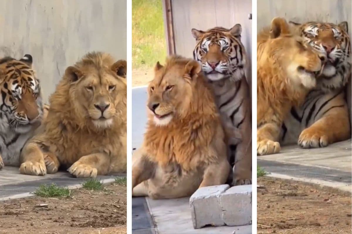 Viral Video: धूम मचा रही बाघ और बब्बर शेर की यारी, वीडियो आपका भी मोह लेगा मन