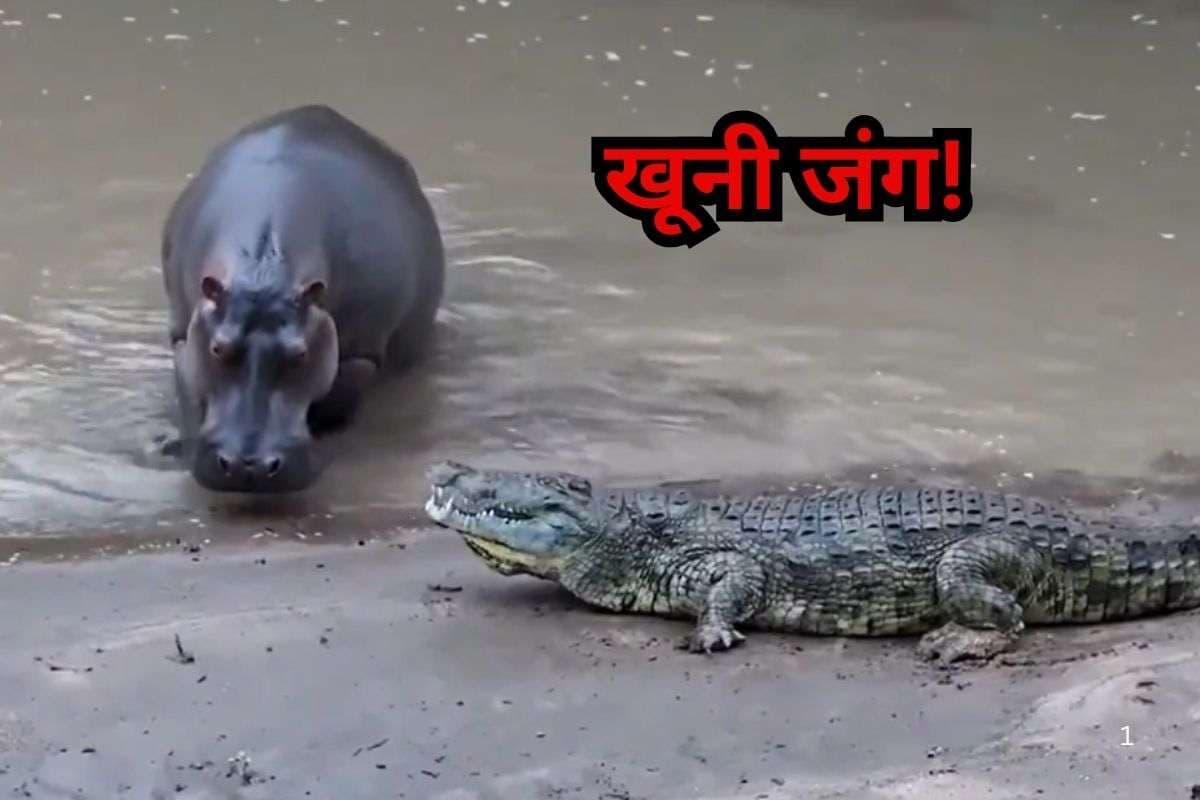 Viral Video: हिप्पो के सामने अकड़ दिखा रहा था मगरमच्छ, दो मिनट में दरियाई घोड़े ने बता दी औकात, वायरल हो रहा वीडियो