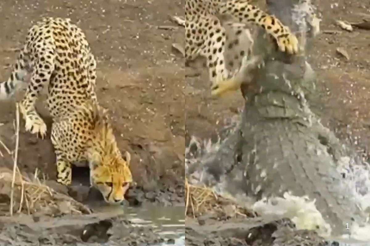 Viral Video: पानी पीते चीते को घसीटते नदी के अंदर ले गया मगरमच्छ, वीडियो देख फट जाएगा कलेजा