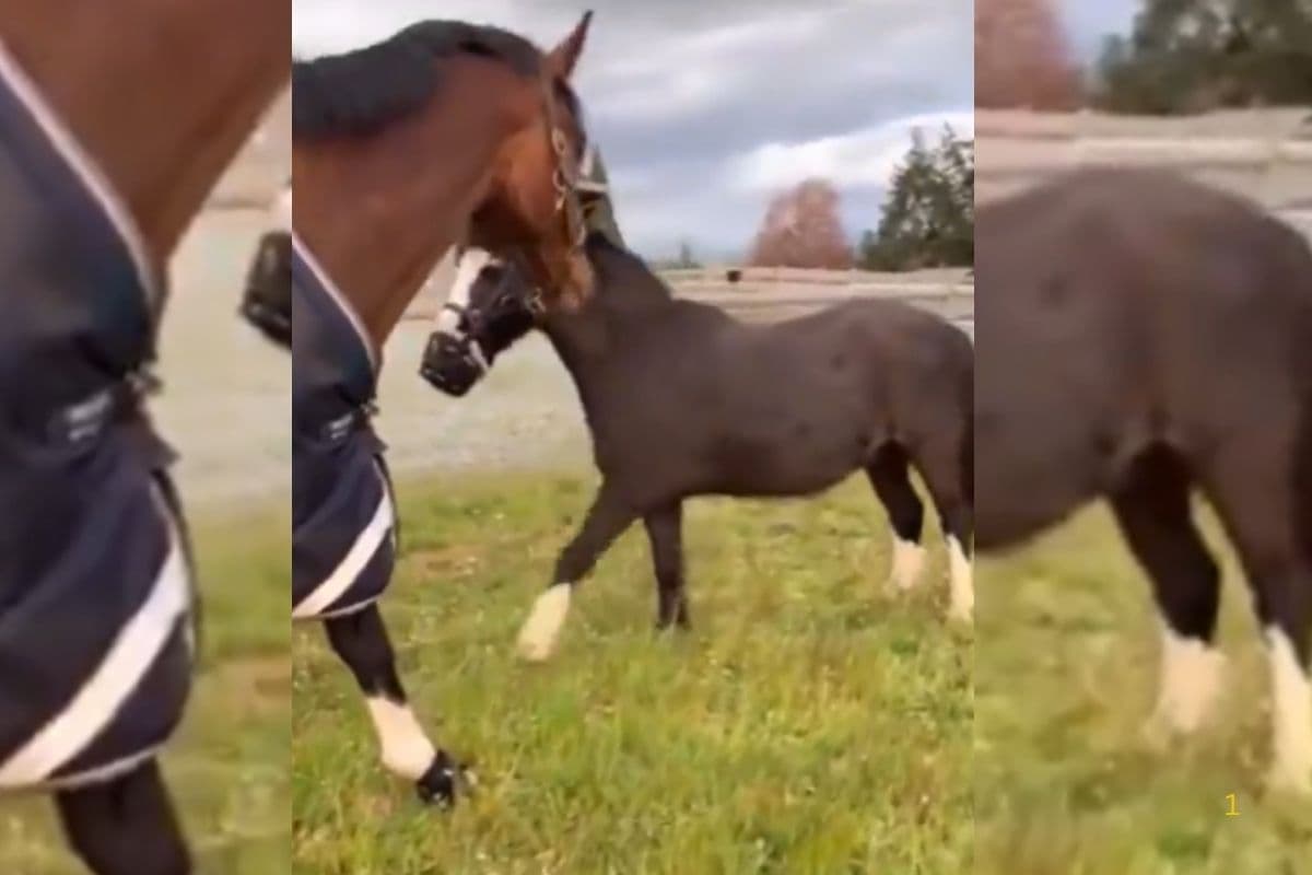 Viral Video: भूख से तड़प रहा था घोड़ा, लेकिन मुंह में बंधा था कैप, फिर दूसरे घोड़े ने जो किया… दिल को छू लेगा वीडियो