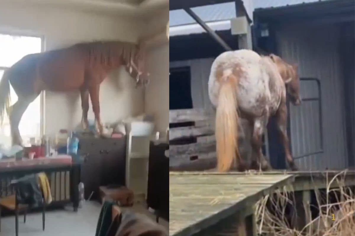 Viral Video: एक मिनट का वीडियो हंसा-हंसा कर लोटपोट कर देगा, नहीं देखी होगी घोड़े की ऐसी हरकत, वीडियो हो रहा वायरल