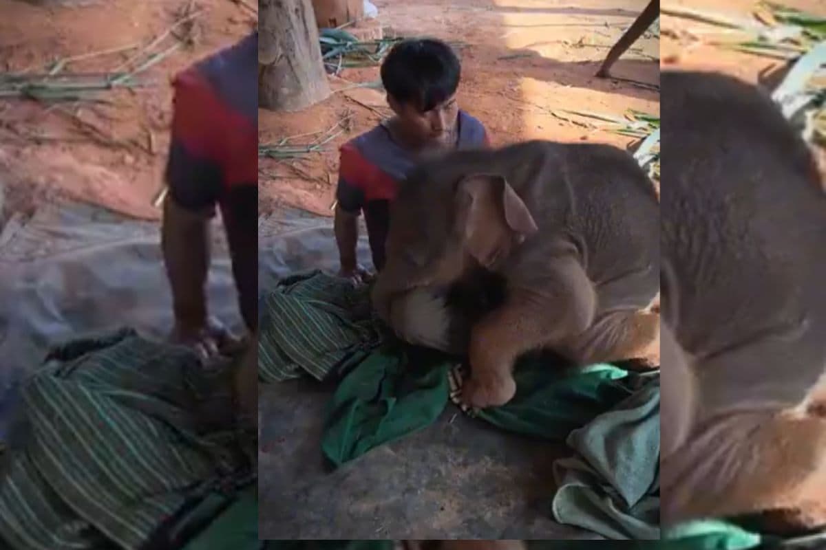 Viral Video: अपने केयरटेकर में बसी है इस Baby Elephant की दुनिया, दिल को छू लेगा यह वायरल वीडियो