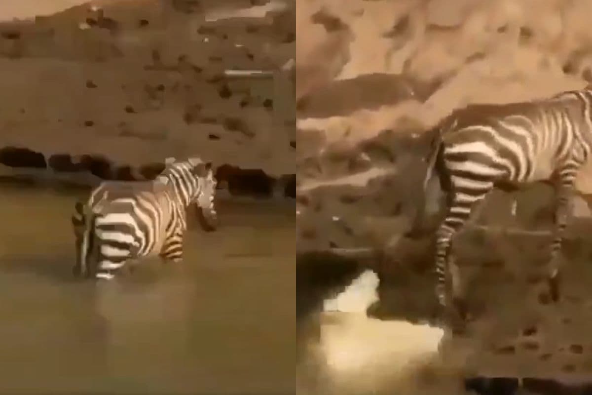 Viral Video: शिकार हाथ से छूटा तो गुस्सा दिखाने लगा मगरमच्छ, रिएक्शन देख आ जाएगी हंसी, बाल-बाल बचा जेब्रा