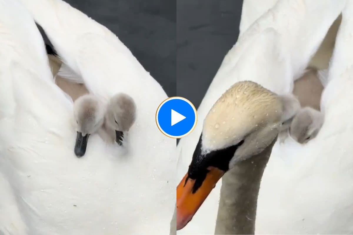 Viral Video: अपनी मां के पंखों के बीच बैठ पानी में तैरते दिखे नन्हे हंस, दिल को छू लेगा यह क्यूट वीडियो