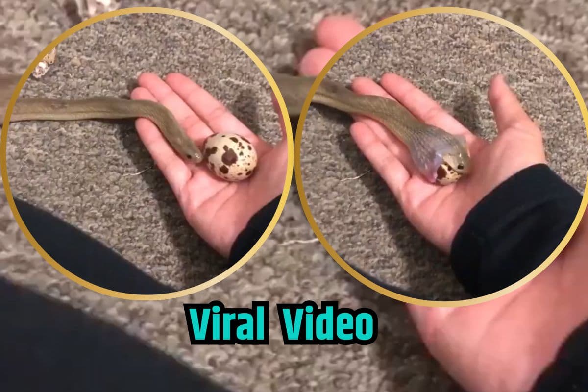 Viral Video: देखते ही देखते सांप ने निगल लिया पूरा अंडा, वीडियो देखकर फटी रह जाएगी आंखें