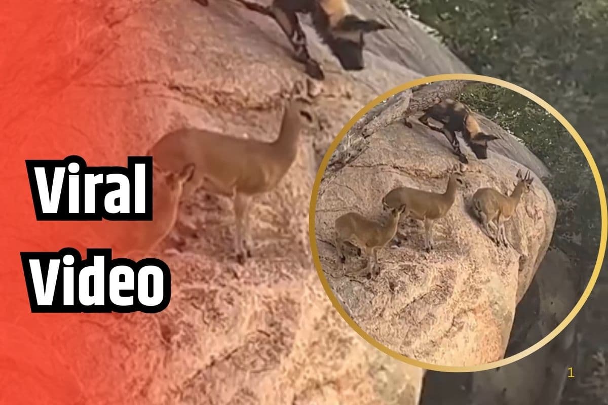 Viral Video: हिरण के ठिकाने पर जंगली कुत्तों का भयंकर हमला, 20 सेकंड के वीडियो में दिखी जिंदगी और मौत की जद्दोजहद