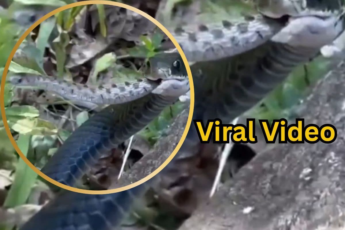 Viral Video: देखते-देखते जिंदा सांप को निगल गया कोबरा, सोशल मीडिया पर वायरल हो रहा वीडियो