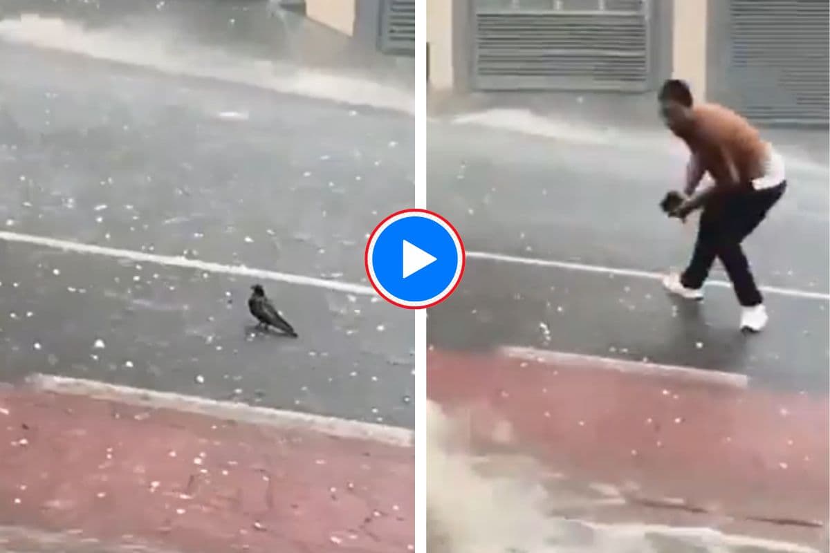 Viral Video: बारिश और ओले से मरने वाला था पक्षी, मसीहा बनकर आए शख्स ने बचाई जान, भावुक कर देगा यह वायरल वीडियो