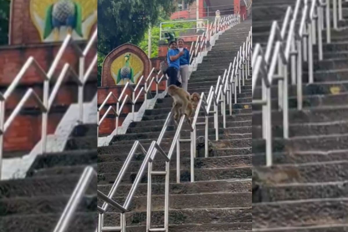 Viral Video: सीढ़ी पर बंदरों का करतब मोह लेगा मन, वीडियो देख खिल जाएगा दिल