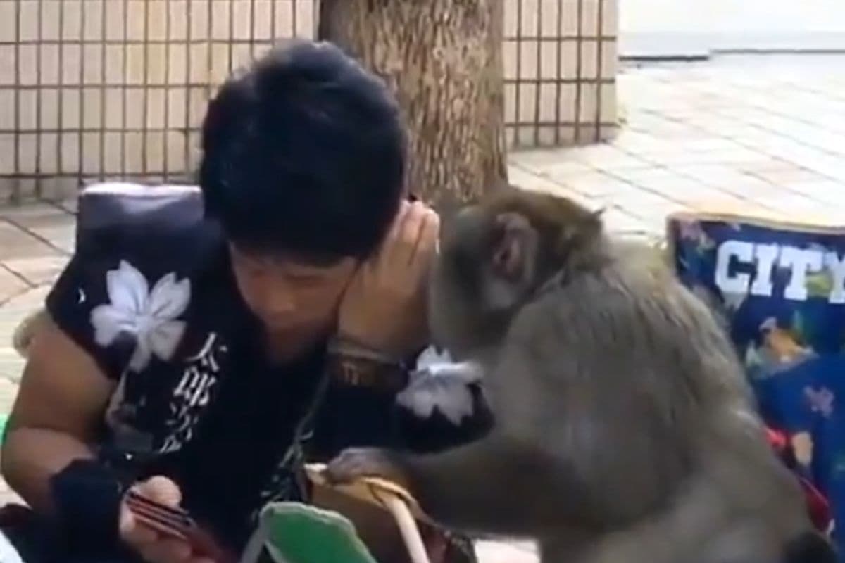 Viral Video: बंदर और आदमी की बॉन्डिंग देख खुश हो जाएगा मन, जिगरी दोस्ती का वायरल हो रहा वीडियो
