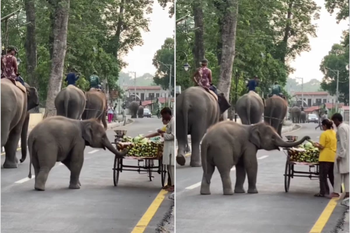 खीरे का ठेला देख खरीदारी करने पहुंचा नन्हा हाथी, छोटू ने फिर किया कुछ ऐसा कि वायरल हो गया वीडियो