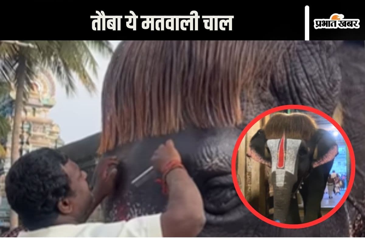 Viral Video : बॉब कट वाले हाथी ने लूटा इंटरनेट, दिल छू लेगी मस्तानी चाल