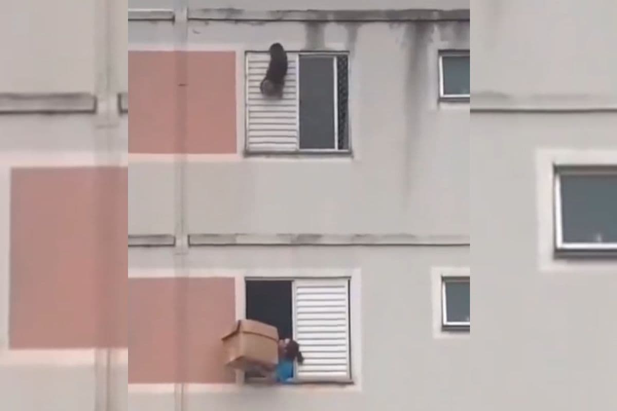 Viral Video: हवा में लपक कर बचाई कुत्ते की जान, रोमांचित कर देगा यह वायरल वीडियो