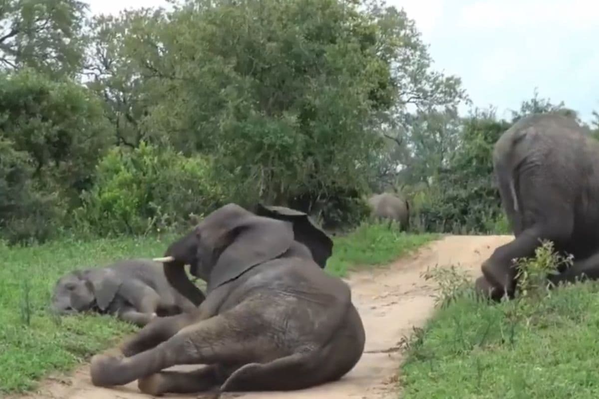 Viral Video: नशे में बेसुध हो गया हाथियों का पूरा झुंड, जंगल में मच गया कोहराम, वायरल हो रहा वीडियो