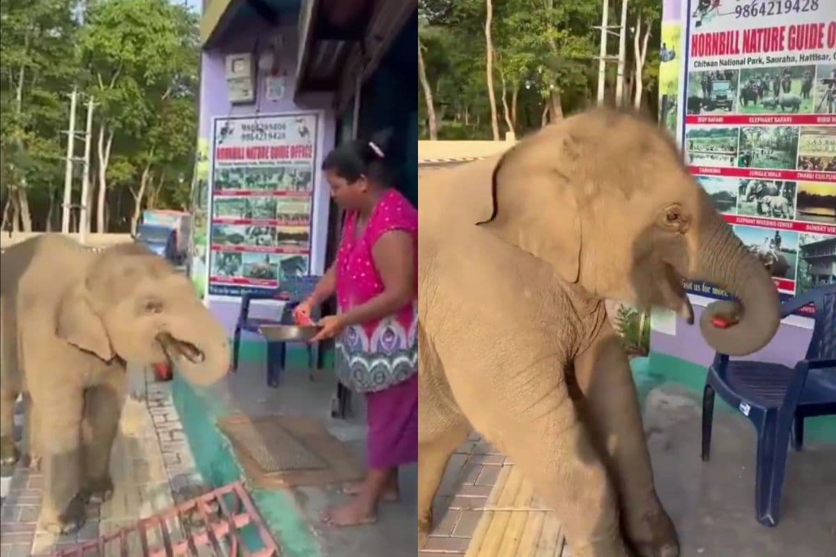 Viral Video Elephant eat watermelon
