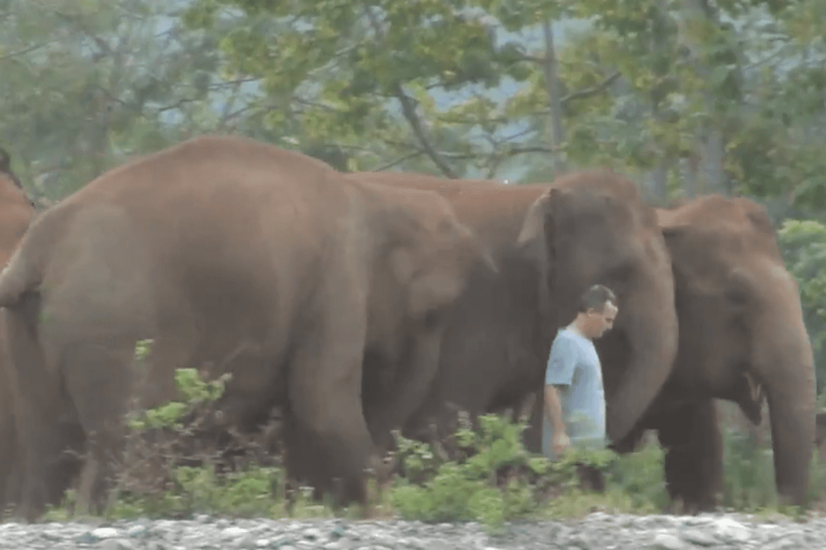 Viral Video: एक साल बाद मिला दोस्त, खुशी से झूम उठा हाथियों का पूरा झुंड, दिल को छू लेगा वायरल वीडियो
