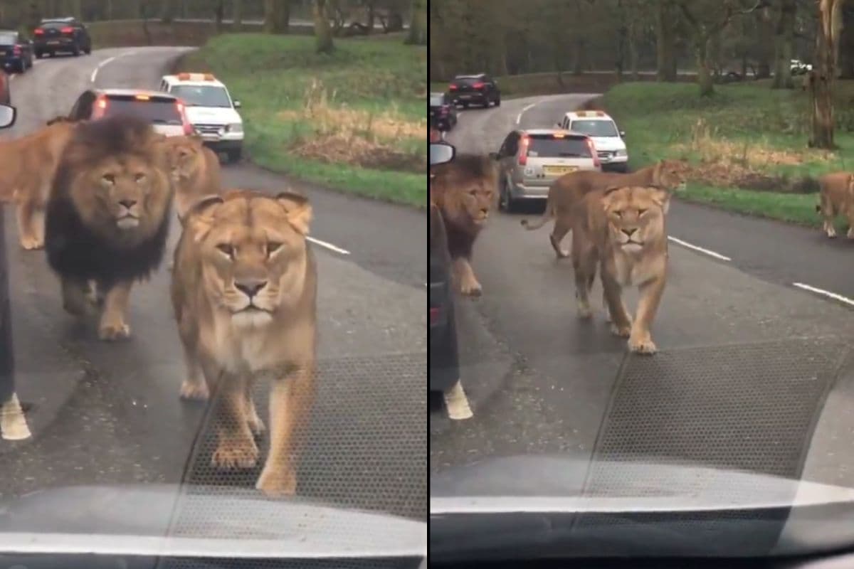Viral Video Herd of Lions