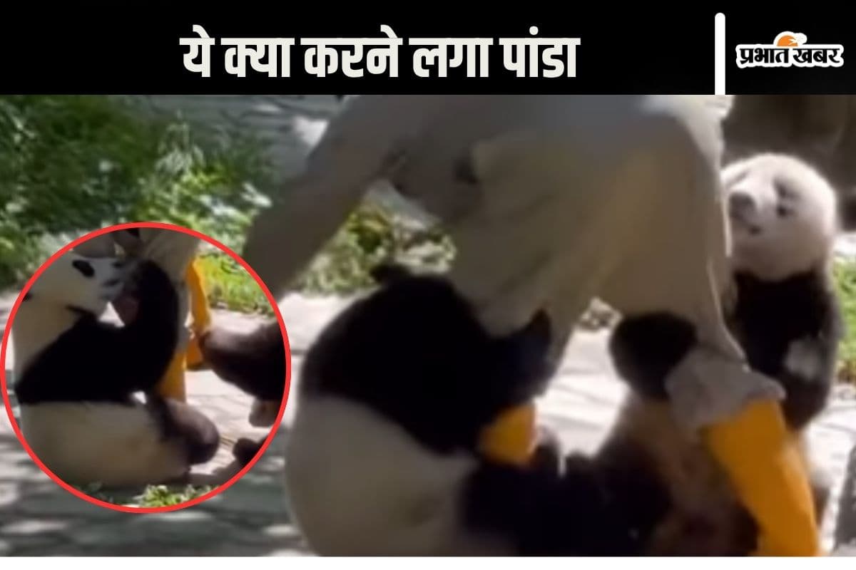 Viral Video : माफ कर दीजिए मालिक! पांडा के बच्चों ने पकड़ लिये केयरटेकर के पैर