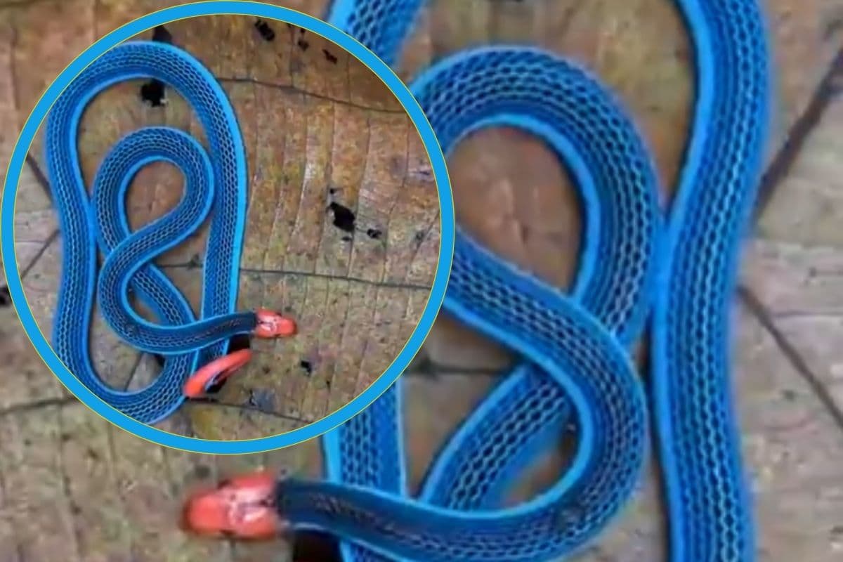 Viral Video: नीला शरीर और लाल सिर… जितना सुंदर उतना ही जहरीला, वायरल हो रहा ब्लू कोरल स्नेक का वीडियो