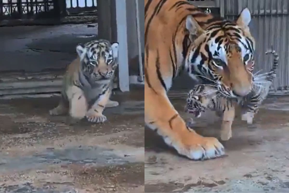 Viral Video: बाहर खेलना चाह रहा था नन्हा टाइगर, मां ले गई घर के अंदर, गुस्से से चीखने लगे 'छोटे सुल्तान'