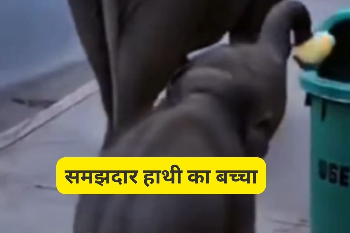 Viral Video : गंदे लोग! हाथी के बच्चे से सीखो सड़क को साफ रखना