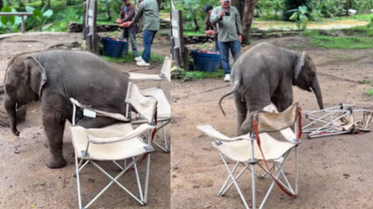 Viral Video of Baby Elephant
