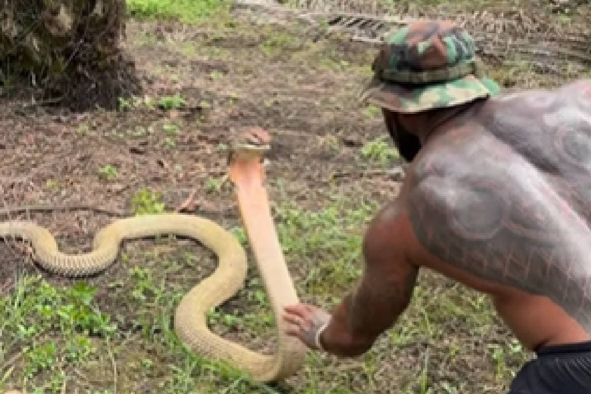 Viral Video : किंग कोबरा होगा अपने घर में! मेरे हाथ में तो ये खिलौना है