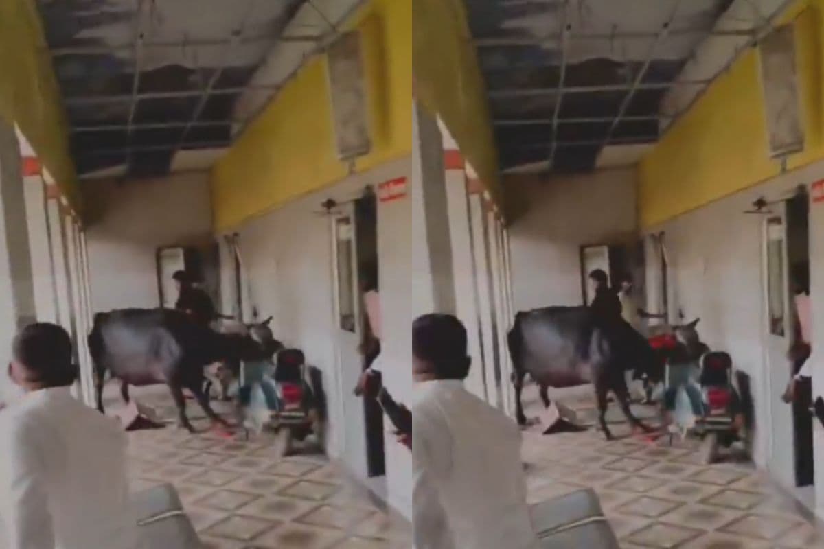 Viral Video: बिदककर नगर पालिका पहुंची भैंस, ऑफिस में की तोड़फोड़, देखें वीडियो
